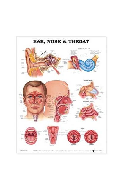 Ear, Nose and Throat...