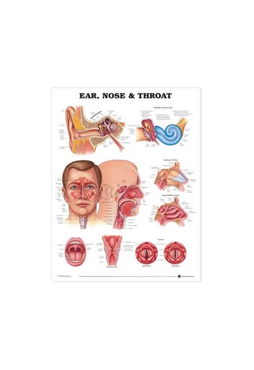 Ear, Nose and Throat Anatomical Chart - paper