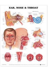 Ear, Nose and Throat Anatomical Chart - paper