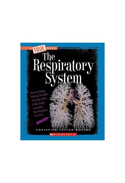 The Respiratory System