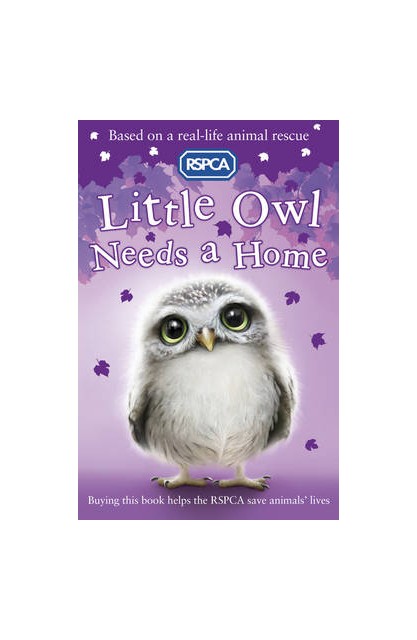 Little Owl Needs A Home