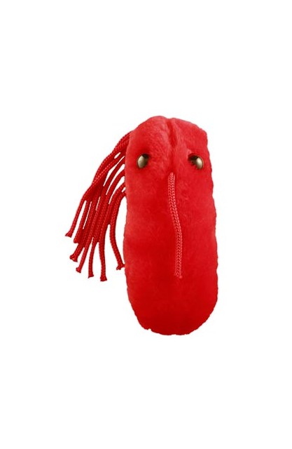 Typhoid Fever (Dur brzuszny)