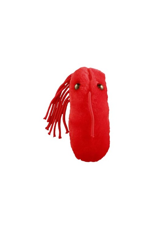 Typhoid Fever (Dur brzuszny)