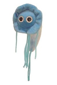 Giardia (Lamblia)