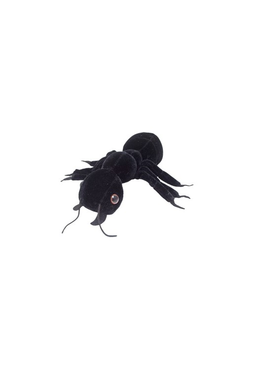 Black Ant (Mrówka czarna)