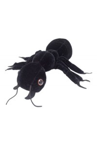 Black Ant (Mrówka czarna)