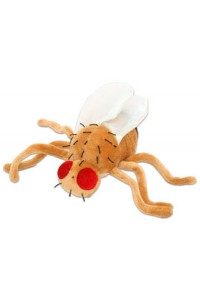 Fruit Fly (Muszka owocowa)