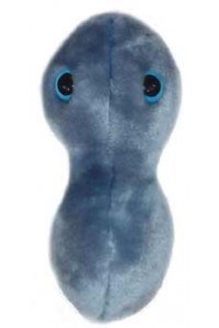 Clap - Gonorrhea (Rzeżączka)
