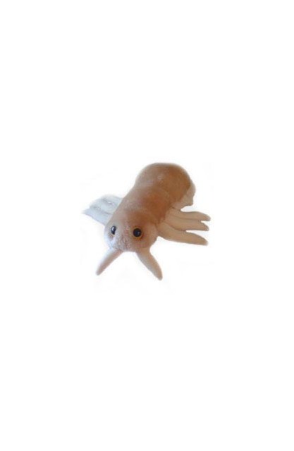 Louse (Wesz)