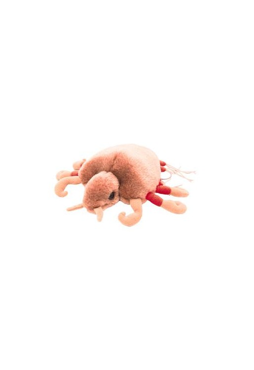 Crab Louse (Wesz łonowa)