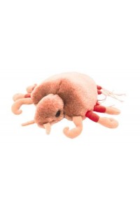 Crab Louse (Wesz łonowa)