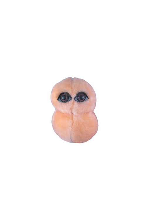 Pneumonia (Zapalenie płuc)