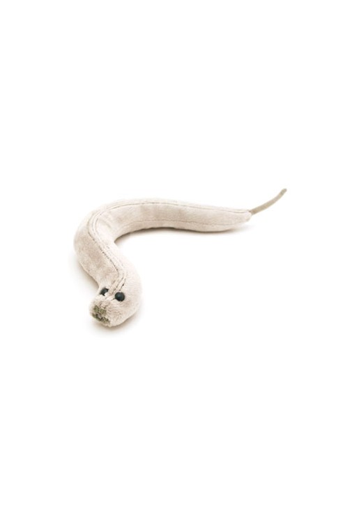 C. Elegans