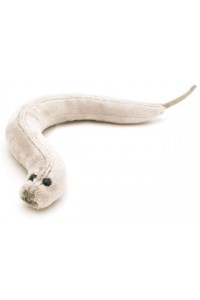 C. Elegans