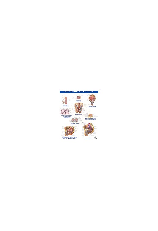 Netter Anatomy Chart Male Reproductive System