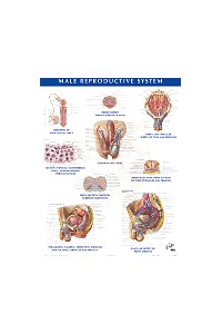 Netter Anatomy Chart Male Reproductive System