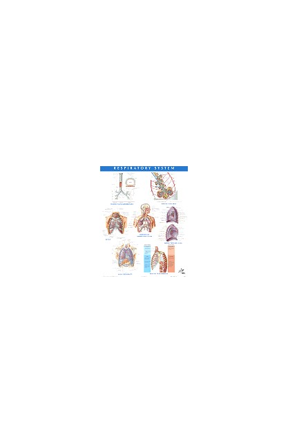 Netter Anatomy Chart...