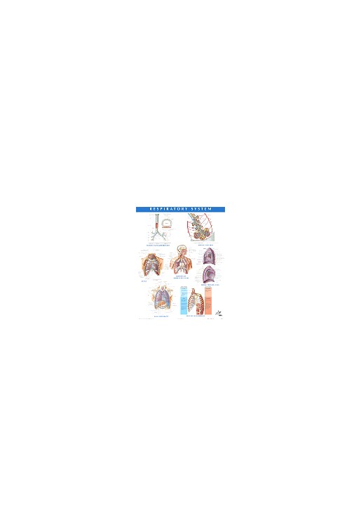 Netter Anatomy Chart Respiratory System