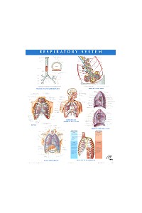 Netter Anatomy Chart Respiratory System