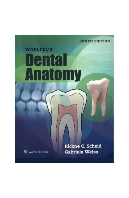 Woelfels Dental Anatomy