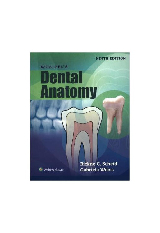 Woelfels Dental Anatomy