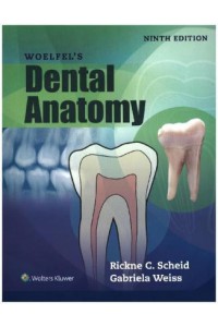 Woelfels Dental Anatomy