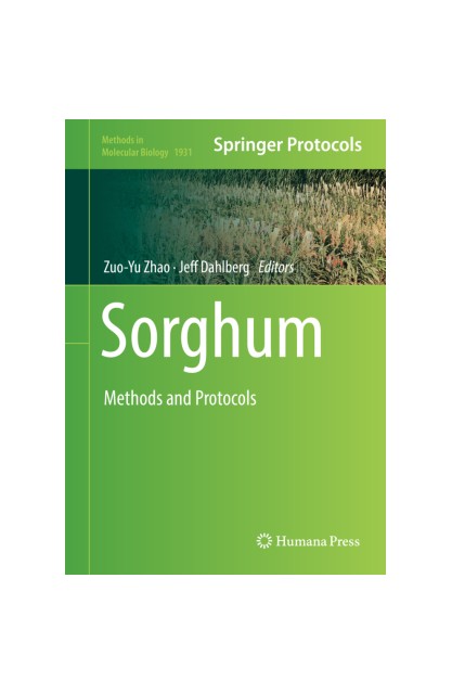 Sorghum