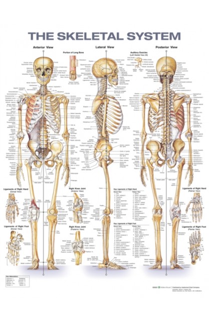 The Skeletal System...