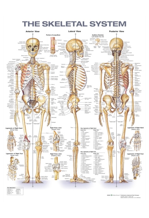The Skeletal System Anatomical Chart