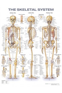 The Skeletal System Anatomical Chart